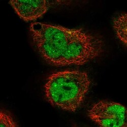 NIPAL3 Antibody, Novus Biologicals:Antibodies:Primary Antibodies